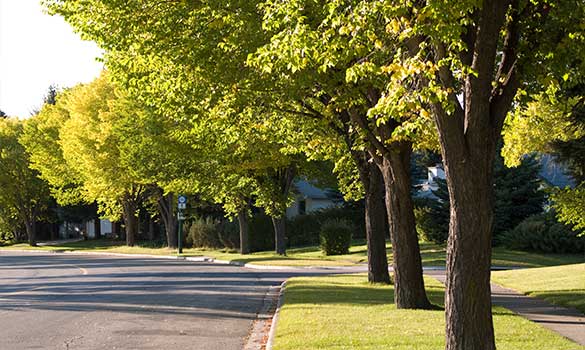 Tree Service Apollo Beach FL