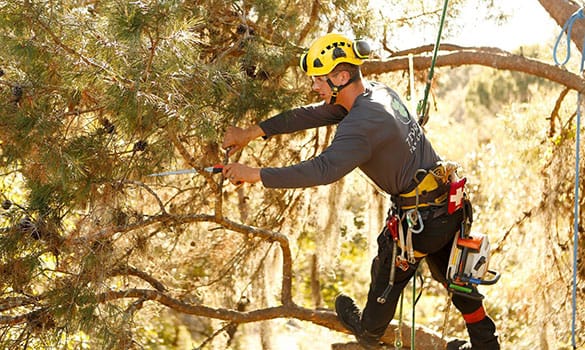 Tree Pruning